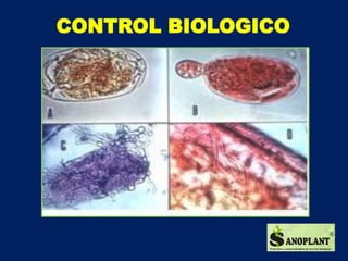 Manejo biológico del cultivo de la piña. | PDF
