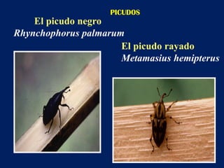 Manejo biológico del cultivo de la piña. | PDF