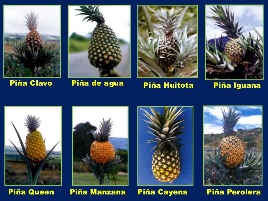 Manejo biológico del cultivo de la piña.