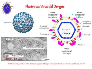 Virus Racket Ralf Manejo clinico del dengue ultimo alfredin 2018 | PPTX