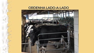 ORDENHA LADO-A-LADO
ORDENHA LADO-A-LADO
 