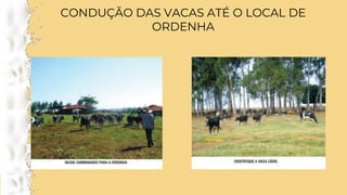 CONDUÇÃO DAS VACAS ATÉ O LOCAL DE
ORDENHA
 
