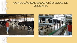 CONDUÇÃO DAS VACAS ATÉ O LOCAL DE
ORDENHA
 