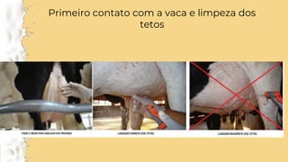 Primeiro contato com a vaca e limpeza dos
tetos
 