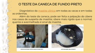 O TESTE DA CANECA DE FUNDO PRETO
Diagnóstico da mastite clínica em todas as vacas e em todas
as ordenhas.
Além do teste da caneca, pode ser feita a palpação do úbere
nos casos de suspeita de mastite; úbere mais rígido que o normal,
quente e avermelhado é sinal de mastite.
 