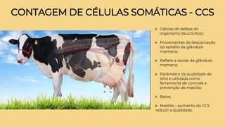 CONTAGEM DE CÉLULAS SOMÁTICAS - CCS
➢ Células de defesa do
organismo (leucócitos);
➢ Provenientes da descamação
do epitélio da glândula
mamaria;
➢ Reflete a saúde da glândula
mamaria;
➢ Parâmetro da qualidade do
leite e utilizada como
ferramenta de controle e
prevenção de mastite;
➢ Baixa;
➢ Mastite – aumento da CCS
reduzir a qualidade.
 