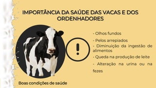 IMPORTÂNCIA DA SAÚDE DAS VACAS E DOS
ORDENHADORES
IMPORTÂNCIA DA SAÚDE DAS VACAS E DOS
ORDENHADORES
Boas condições de saúde
- Olhos fundos
- Pelos arrepiados
- Diminuição da ingestão de
alimentos
- Queda na produção de leite
- Alteração na urina ou na
fezes
 
