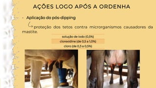 AÇÕES LOGO APÓS A ORDENHA
- Aplicação do pós-dipping
proteção dos tetos contra microrganismos causadores da
mastite.
solução de iodo (0,5%)
clorexidine (de 0,5 a 1,0%)
cloro (de 0,3 a 0,5%)
 