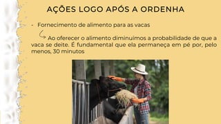 AÇÕES LOGO APÓS A ORDENHA
- Fornecimento de alimento para as vacas
Ao oferecer o alimento diminuímos a probabilidade de que a
vaca se deite. É fundamental que ela permaneça em pé por, pelo
menos, 30 minutos
 