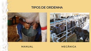 TIPOS DE ORDENHA
TIPOS DE ORDENHA
MANUAL MECÂNICA
 