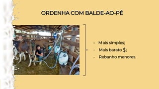 ORDENHA COM BALDE-AO-PÉ
ORDENHA COM BALDE-AO-PÉ
- Mais simples;
- Mais barato ;
- Rebanho menores.
 