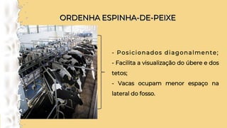 ORDENHA ESPINHA-DE-PEIXE
ORDENHA ESPINHA-DE-PEIXE
- Posicionados diagonalmente;
- Facilita a visualização do úbere e dos
tetos;
- Vacas ocupam menor espaço na
lateral do fosso.
 