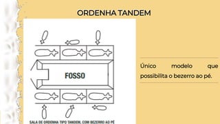 ORDENHA TANDEM
ORDENHA TANDEM
Único modelo que
possibilita o bezerro ao pé.
 