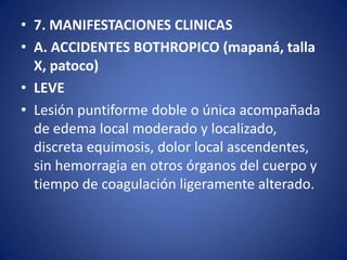 • 7. MANIFESTACIONES CLINICAS
• A. ACCIDENTES BOTHROPICO (mapaná, talla
  X, patoco)
• LEVE
• Lesión puntiforme doble o única acompañada
  de edema local moderado y localizado,
  discreta equimosis, dolor local ascendentes,
  sin hemorragia en otros órganos del cuerpo y
  tiempo de coagulación ligeramente alterado.
 