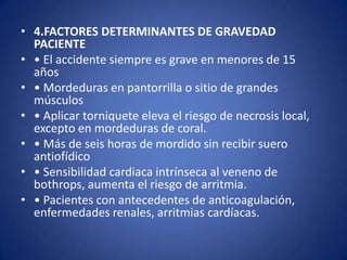 • 4.FACTORES DETERMINANTES DE GRAVEDAD
  PACIENTE
• • El accidente siempre es grave en menores de 15
  años
• • Mordeduras en pantorrilla o sitio de grandes
  músculos
• • Aplicar torniquete eleva el riesgo de necrosis local,
  excepto en mordeduras de coral.
• • Más de seis horas de mordido sin recibir suero
  antiofídico
• • Sensibilidad cardiaca intrínseca al veneno de
  bothrops, aumenta el riesgo de arritmia.
• • Pacientes con antecedentes de anticoagulación,
  enfermedades renales, arritmias cardíacas.
 