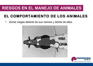 RIESGOS EN EL MANEJO DE ANIMALES EL COMPORTAMIENTO DE LOS ANIMALES : Zonas ciegas delante de sus narices y detrás de ellos. 