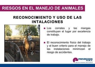 RECONOCIMIENTO Y USO DE LAS INTALACIONES : RIESGOS EN EL MANEJO DE ANIMALES Los corrales y las mangas constituyen el lugar por excelencia de trabajo. El reconocimiento físico del trabajo y el buen criterio para el manejo de las instalaciones minimizan el riesgo de accidentes. 