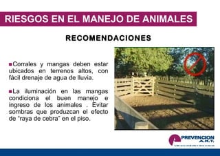RIESGOS EN EL MANEJO DE ANIMALES RECOMENDACIONES Corrales y mangas deben estar ubicados en terrenos altos, con fácil drenaje de agua de lluvia. La iluminación en las mangas condiciona el buen manejo e ingreso de los animales . Evitar sombras que produzcan el efecto de “raya de cebra” en el piso. 