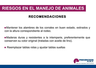 RIESGOS EN EL MANEJO DE ANIMALES Mantener los alambres de los corrales en buen estado, estirados y con la altura correspondiente al rodeo. Maderas duras y resistentes a la intemperie, preferentemente que conserven su color original (tratadas con aceite de lino). Reemplazar tablas rotas y ajustar tablas sueltas RECOMENDACIONES 