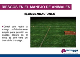 RIESGOS EN EL MANEJO DE ANIMALES RECOMENDACIONES Corral que rodea la manga suficientemente amplio para permitir un escape seguro en el caso de que salte un animal de la manga. 