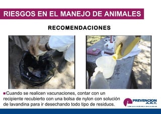 RIESGOS EN EL MANEJO DE ANIMALES RECOMENDACIONES Cuando se realicen vacunaciones, contar con un recipiente recubierto con una bolsa de nylon con solución de lavandina para ir desechando todo tipo de residuos.  