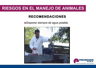 RIESGOS EN EL MANEJO DE ANIMALES RECOMENDACIONES Disponer siempre de agua potable .  