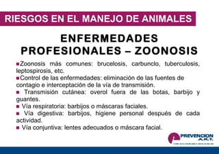 RIESGOS EN EL MANEJO DE ANIMALES ENFERMEDADES PROFESIONALES – ZOONOSIS Zoonosis más comunes: brucelosis, carbunclo, tuberculosis, leptospirosis, etc.  Control de las enfermedades: eliminación de las fuentes de contagio e interceptación de la vía de transmisión. Transmisión cutánea: overol fuera de las botas, barbijo y guantes. Vía respiratoria: barbijos o máscaras faciales. Vía digestiva: barbijos, higiene personal después de cada actividad. Vía conjuntiva: lentes adecuados o máscara facial. 