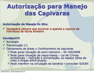 Autorização para Manejo
das Capivaras
Autorização de Manejo In Situ:
 Necessária sempre que envolver a apanha e captura de
indivíduos da fauna silvestre
Dúvidas?!?!
 Sorologia
 Translocação (!)
 Cercamento de áreas x Confinamento de capivaras
 Pode gerar situação de semi-cativeiro – IN 169/2008
 Pode gerar situação de maus-tratos – Lei de Crimes
Ambientais – restrição à alimentação, ao espaço (área de
vida) e brigas entre grupos.
 Pode interferir na circulação da bactéria – consultar SUCEN
Quarta-feira, 16 de Outubro de 13

 