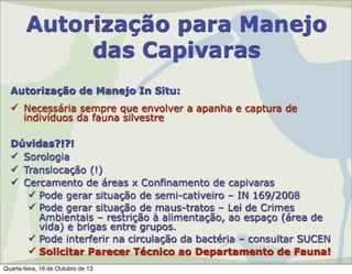 Autorização para Manejo
das Capivaras
Autorização de Manejo In Situ:
 Necessária sempre que envolver a apanha e captura de
indivíduos da fauna silvestre
Dúvidas?!?!
 Sorologia
 Translocação (!)
 Cercamento de áreas x Confinamento de capivaras
 Pode gerar situação de semi-cativeiro – IN 169/2008
 Pode gerar situação de maus-tratos – Lei de Crimes
Ambientais – restrição à alimentação, ao espaço (área de
vida) e brigas entre grupos.
 Pode interferir na circulação da bactéria – consultar SUCEN
 Solicitar Parecer Técnico ao Departamento de Fauna!
Quarta-feira, 16 de Outubro de 13

 