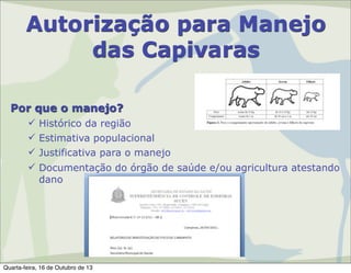 Autorização para Manejo
das Capivaras
Por que o manejo?
 Histórico da região
 Estimativa populacional
 Justificativa para o manejo
 Documentação do órgão de saúde e/ou agricultura atestando
dano

Quarta-feira, 16 de Outubro de 13

 