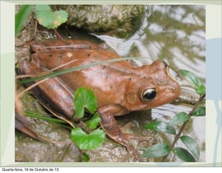 Centro de Manejo de Fauna
Silvestre
Atribuições do CMFS: Autorizações de
Manejo in situ de fauna silvestre
– Licenciamento ambiental estadual

Quarta-feira, 16 de Outubro de 13

 