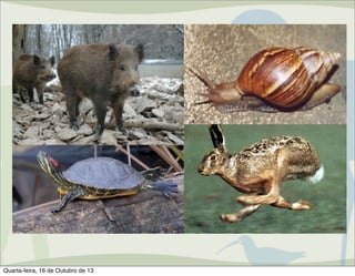 Centro de Manejo de Fauna
Silvestre
Atribuições do CMFS: Autorizações de
Manejo in situ de fauna silvestre
– Espécies exóticas invasoras

Quarta-feira, 16 de Outubro de 13

 