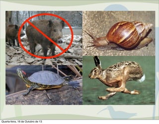 Centro de Manejo de Fauna
Silvestre
Atribuições do CMFS: Autorizações de
Manejo in situ de fauna silvestre
– Espécies exóticas invasoras

Quarta-feira, 16 de Outubro de 13

 