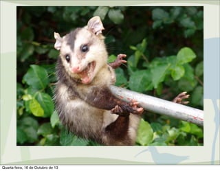Centro de Manejo de Fauna
Silvestre
Atribuições do CMFS: Autorizações de
Manejo in situ de fauna silvestre
– Espécies silvestres problema (sinantrópicas)

Quarta-feira, 16 de Outubro de 13

 