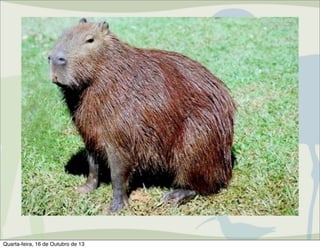 Centro de Manejo de Fauna
Silvestre
Atribuições do CMFS: Autorizações de
Manejo in situ de fauna silvestre
– Espécies nativas

Quarta-feira, 16 de Outubro de 13

 