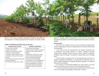 22 23
Fundación Produce Sinaloa, A.C. Establecimiento y manejo de cercas vivas en el sur de Sinaloa
Cuadro 5. Beneﬁcios que ofrecen las cercas vivas.
Beneﬁcios para el racho Beneﬁcios ambientales
• Tienen mayor vida útil
• Dividen los potreros
• Marcan los linderos del rancho
• Brindan sombra al ganado
• Producen madera, postes y leña
• Producen frutos para el consumo
humano
• Son fuentes de forraje y frutos para
alimentar el ganado
• Incrementan el valor de el rancho
• Sirven como cortafuegos
• Reducen presión sobre los bosques
porque las cercas aportan leña y
madera
• Mantienen y mejoran los suelos
• Fijan carbono (importante para
reducir calentamiento global)
• Conservan la biodiversidad
• Incrementan la conectividad estruc-
tural en el paisaje para establecer
corredores biológicos y facilitar el
movimiento de la fauna silvestre
• Mejoran la belleza escénica del
paisaje
CONCLUSIONES
1.El cerco vivo se deﬁne como una línea de árboles principalmente
nativos multipropósito o de usos múltiples que se encuentran delimitando
una propiedad.
2. Las cercas vivas son plantaciones de especies forestales que
se establecen para dividir potreros o linderos, establecer barreras
rompevientos, proteger fuentes de agua, suelos, cultivos o pastizales,
proteger contra las heladas o contribuir al mejoramiento de la ecología
local.
3. Para Sinaloa, las especies que se recomiendan para tal ﬁn son el
arellano (Caesalpina platyloba), el cacahuananche (Gliricidia spp.), el
cedro (Cedrela odorata), el venadillo (Swietenia humillis) y la leucaena
(Leucaena leucocephala).
4. En Sinaloa se recomienda establecer los cercos vivos, ya sea por
estaca o por planta, una vez que de inicio la temporada de lluvia.
5. Una de las prácticas necesarias para el mantenimiento de los cercos
vivos son las podas; estas pueden ser bianuales o anuales.
Figura 7. Ganado bovino sombreando en una cerca viva de arellano
(Caesalpiniaplatyloba)enelmóduloagroforestaldeElHuajote,Concordia,
Sinaloa.
Figura 6. Cerca viva de arellano (Caesalpinia platyloba) delimitando el
área agrícola en el módulo agroforestal de El Huajote, Concordia, Sinaloa
 