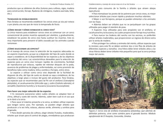 10 11
Fundación Produce Sinaloa, A.C. Establecimiento y manejo de cercas vivas en el sur de Sinaloa
productos que se obtienen de ellos (tutores para cultivos, vigas, madera
para construcción, forraje, ﬁjadores de nitrógeno, madera aserrada, leña,
etc.).
TECNOLOGÍA DE ESTABLECIMIENTO
Para Sinaloa se recomienda establecer los cercos vivos ya sea por estaca
o por planta una vez que de inicio la temporada de lluvia.
¿CÓMO INICIAR Y DÓNDE ESTABLECER EL CERCO VIVO?
La única manera para establecer cercos vivos es comenzar con un cerco
convencional de postes muertos apoyado por alambre, y gradualmente,
establecer los postes de cerco vivo hasta sustituir los muertos. Esto es
muy importante para prevenir el daño causado por los animales cuando
ramonean.
¿CÓMO SELECCIONAR LAS ESPECIES?
En el manejo de cercos vivos la selección de las especies adecuadas es
un aspecto importante, ya que va a depender del tipo de suelo donde se
vayan a establecer, de la disponibilidad de las especies y de los objetivos
secundarios del cerco. Las características deseables para la selección de
especies para un cerco vivo incluyen rapidez de crecimiento, facilidad
de reproducirse por estacas, rapidez de rebrotar después de la poda,
ausencia de problemas de plagas y enfermedades, así como provisión de
beneﬁcios tales como madera, leña y sombra o forrajes, entre otros.
La especie a utilizar como cerco vivo depende de la facilidad de
disponer de ella, del tipo de suelo en donde se vaya a establecer, de los
objetivos a largo plazo e incluso del gusto del productor. Para Sinaloa,
las especies que se recomiendan para tal ﬁn son el arellano (Caesalpina
platyloba), el cacahuananche (Gliricidia spp.), cedro (Cedrela odorata), el
venadillo (Swietenia humilis) y la leucaena (Leucaena leucocephala).
Para hacer una mejor selección de las especies
• Es necesario asesorarse sobre cuáles árboles se adaptan bien al
clima, altitud y suelo del rancho. Además, saber bien cuál es el uso que
se le dará a la cerca.
• Para sacar el máximo provecho a la cerca, se deben utilizar especies
que tengan varios usos. Por ejemplo, se pueden elegir árboles que
produzcan a la vez leña, estacas, abonos verde, alimento y sombra para
el ganado.
• Para dividir parcelas de cultivos, elegir árboles frutales, maderables,
árboles que sirvan para el control de plagas, enredaderas que produzcan
alimento para consumo de la familia o árboles que atraen abejas
(apicultura).
• Para reemplazar los postes de los potreros por cercos vivos, es mejor
seleccionar árboles que crecen rápido y producen muchos rebrotes.
• Mejor si son forrajeros, porque se pueden alimentar a los animales
con las hojas.
• Además deben ser árboles que no se perjudiquen con las grapas
utilizadas para pegar el alambre de púas.
• Especies muy utilizadas para este propósito son el arellano, el
cacahuanacheylaleucaena,loscualesproporcionanforrajemuynutritivo.
• Para marcar los linderos del rancho con los vecinos, es preferible
utilizar árboles maderables, que proporcionen un ingreso de dinero extra
por la venta de madera.
• Para proteger los cultivos y animales del viento, utilizar especies que
lo resistan; para este ﬁn se deben sembrar dos o tres ﬁlas de árboles de
diferentes especies y tamaños. Una hilera debe tener árboles altos y las
otras hileras deben tener árboles más pequeños para que la cerca proteja
mejor del viento.
Figura 2. Cerca viva de arellano (Caesalpinia platyloba), que además de
delimitar potreros, sirve como sombra para el ganado bovino. Módulo
agroforestal de El Huajote, Concordia, Sinaloa.
 