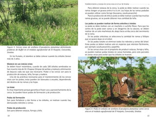 14 15
Fundación Produce Sinaloa, A.C. Establecimiento y manejo de cercas vivas en el sur de Sinaloa
En los frutales, el alambre se debe colocar cuando los árboles tienen
más de 3 años.
MANEJO DE LAS CERCAS VIVAS
Se deben hacer resiembras, cuando de cada 100 árboles sembrados se
han muerto más de 10. Chapear (limpiar de yerbas y maleza) y eliminación
de bejucos cada vez que sea necesario. Podar si las cercas son para la
producción de estacas, leña, forraje y madera.
Una de las prácticas necesarias para el mantenimiento de los cercos
vivos son las podas; estas pueden ser bianuales o anuales, dependiendo
del destino de las ramas y las hojas.
LA PODA
Es muy importante porque garantiza el buen uso y aprovechamiento de la
cerca. Se pueden hacer podas de formación y de producción.
Podas de formación
Son para fortalecer y dar forma a los árboles, se realizan cuando hay
demasiados rebrotes o ramas.
Podas de producción
Son para obtener estacas, forraje y leña.
Para obtener estacas de la cerca, la poda se debe realizar cuando las
ramas tengan un grueso entre 4 a 6 cm. Las hojas de las ramas podadas
se pueden utilizar como forraje (leucaena, cacahuananche).
Para la producción de leña la poda se debe realizar cuando hay muchas
ramas gruesas, así se puede obtener mas cantidad de leña.
Las podas se pueden realizar de forma selectiva o totales
La poda se debe realizar con un machete o cuchillo ﬁloso. Para que los
cortes de la poda sean sanos y sin desgarres de la cáscara, se deben
realizar de un solo machetazo de abajo hacia arriba cerca del nacimiento
de la rama.
En las podas selectivas se selecciona la cantidad de ramas y follajes
que se quiere dejar en el árbol.
En las podas totales se eliminan todos los rebrotes y ramas del árbol.
Estas podas se deben realizar solo en especies que rebrotan fácilmente,
por ejemplo cacahuananche y papelillo.
En las cercas vivas con el propósito de producir estacas, forraje y leña,
se pueden realizar podas totales en zonas húmedas, pero solo parciales
en zonas secas para evitar que los árboles se mueran.
Figura 3. Cercas vivas de arellano (Caesalpinia platyloba) delimitando
praderas de Buﬀel en el módulo agroforestal de El Huajote, Concordia,
Sinaloa.
Figura 4. Poda en árboles de arellano (Caesalpina platyloba) como cerca
viva en el módulo agroforestal de El Huajote, Concordia, Sinaloa.
 