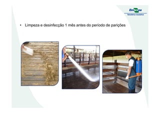 • Limpeza e desinfecção 1 mês antes do período de parições
 