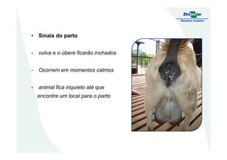 • Sinais do parto
- vulva e o úbere ficarão inchados
- Ocorrem em momentos calmos
- animal fica inquieto até que
encontre um local para o parto
 