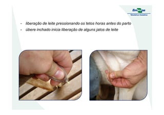 - liberação de leite pressionando os tetos horas antes do parto
- úbere inchado inicia liberação de alguns jatos de leite
 