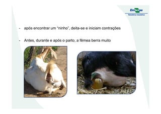 - após encontrar um “ninho”, deita-se e iniciam contrações
- Antes, durante e após o parto, a fêmea berra muito
 