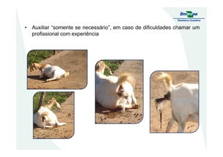 • Auxiliar “somente se necessário”, em caso de dificuldades chamar um
profissional com experiência
 