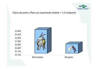 •Tipos de parto x Peso ao nascimento (média = 1,5 cria/parto)
3,40
3,45
3,10
3,15
3,20
3,25
3,30
3,35
3,40
Simples Duplo
 