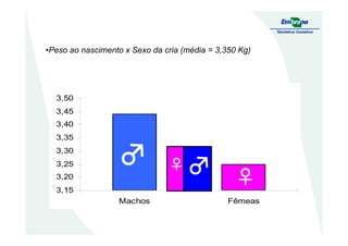 •Peso ao nascimento x Sexo da cria (média = 3,350 Kg)
3,40
3,45
3,50
3,15
3,20
3,25
3,30
3,35
3,40
Machos Fêmeas
♀
♂♂♂♂♂♂♂♂ ♂♂♂♂♂♂♂♂♀
 