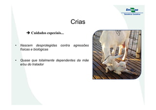 Crias
Cuidados especiais...
• Nascem desprotegidas contra agressões
físicas e biológicas
• Quase que totalmente dependentes da mãe
e/ou do tratador
 