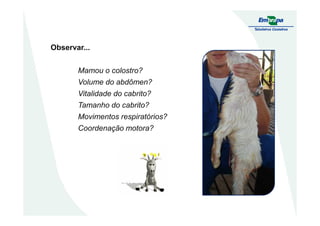 Observar...
Mamou o colostro?
Volume do abdômen?
Vitalidade do cabrito?
Tamanho do cabrito?
Movimentos respiratórios?Movimentos respiratórios?
Coordenação motora?
 