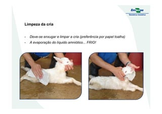 Limpeza da cria
- Deve-se enxugar e limpar a cria (preferência por papel toalha)
- A evaporação do líquido amniótico... FRIO!
 