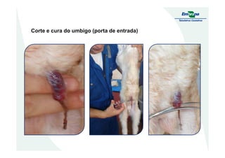 Corte e cura do umbigo (porta de entrada)
 