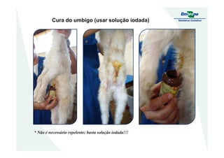 Cura do umbigo (usar solução iodada)
* Não é necessário repelente; basta solução iodada!!!
 